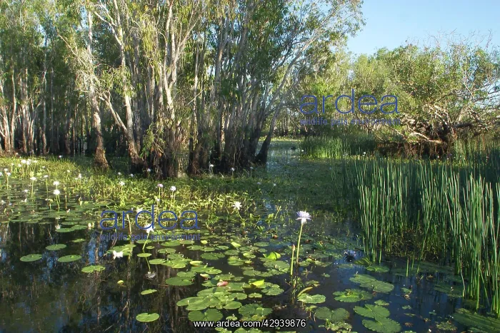 : Kakadu National Park, Australia - Scene in the : Kakadu National Park, Australia - Scene in the
