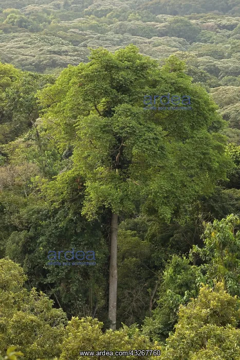 : Kakamega forest, Kenya, tropical rain forest, Western : Kakamega forest, Kenya, tropical rain forest, Western