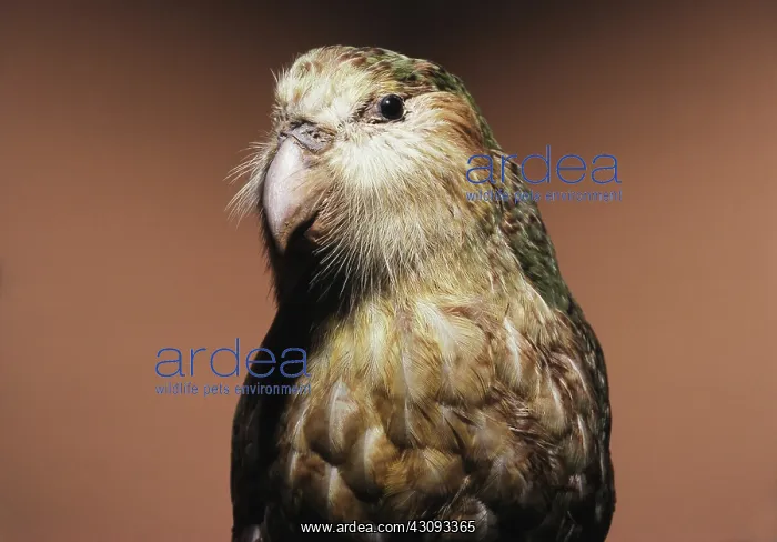 : Kakapo. Mounted specimen of a kakapo (Strigops habroptilus) : Kakapo. Mounted specimen of a kakapo (Strigops habroptilus)