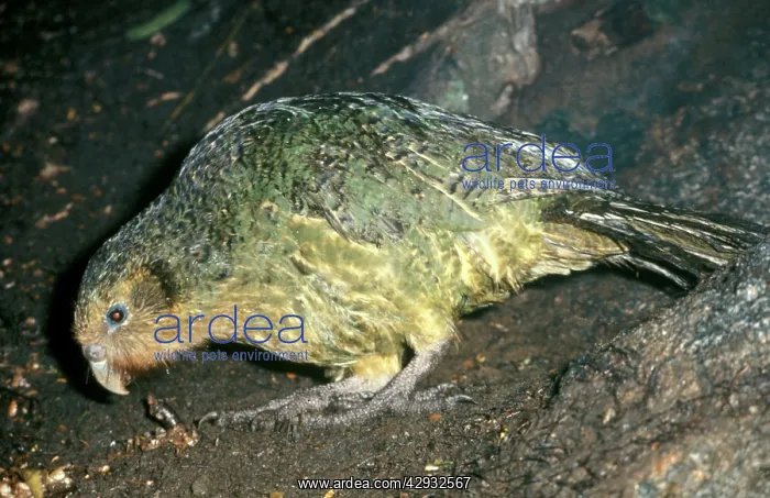 : Kakapo - On ground : Kakapo - On ground