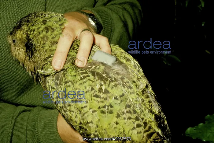 : Kakapo - With handler and radio transmitter : Kakapo - With handler and radio transmitter