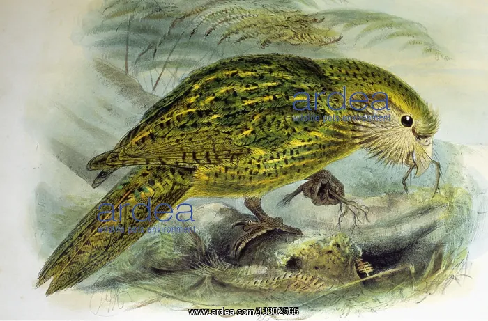 : KAKAPO - print : KAKAPO - print