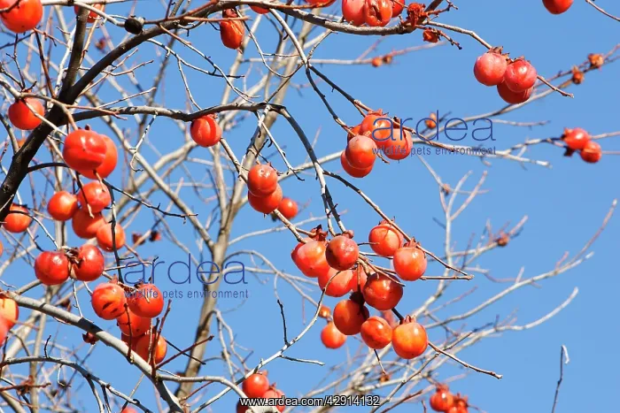 : Kaki Persimmon / Kaki - fruit : Kaki Persimmon / Kaki - fruit