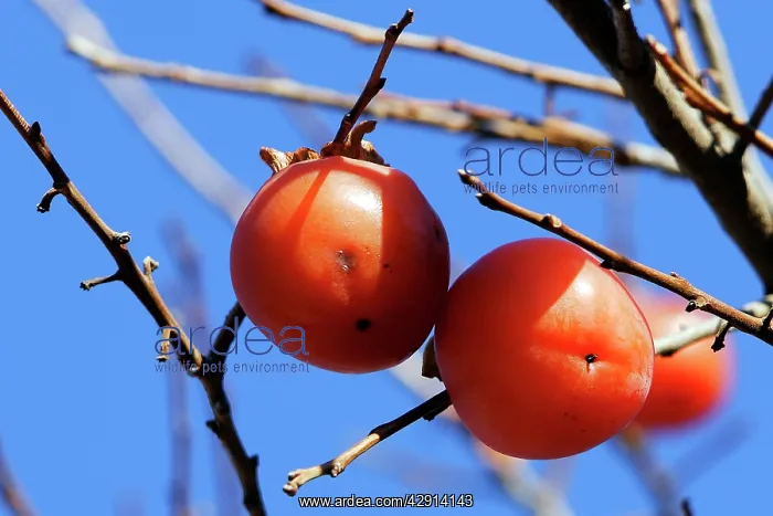 : Kaki Persimmon / Kaki - fruit : Kaki Persimmon / Kaki - fruit