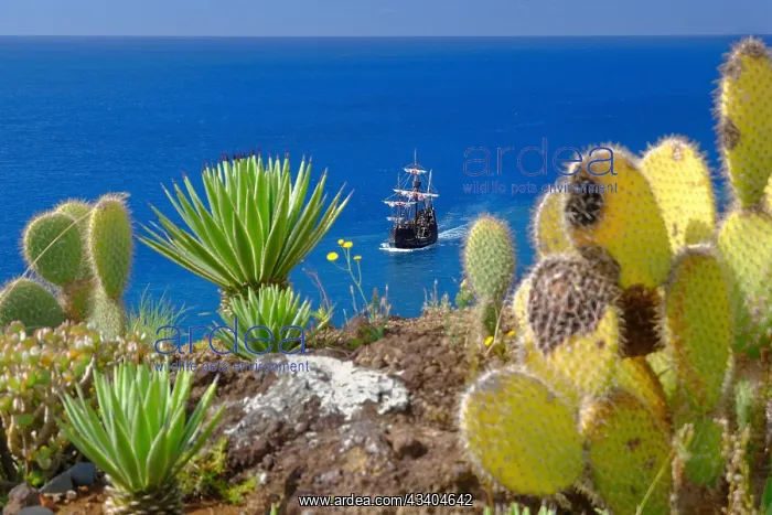 : Kakteen, Schiff Santa Maria, Atlantik, Cmara de : Kakteen, Schiff Santa Maria, Atlantik, Cmara de