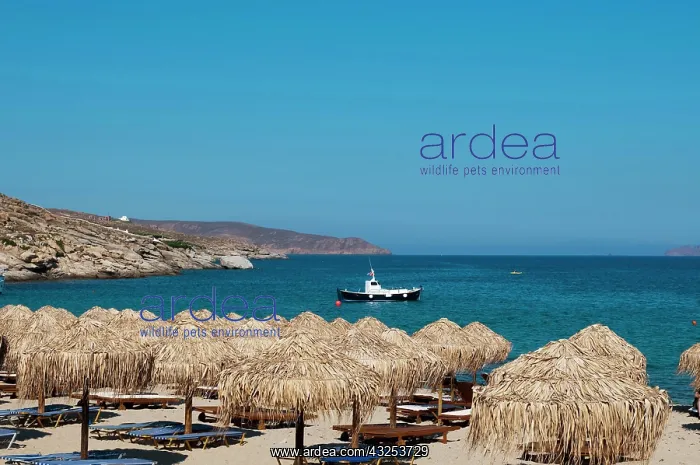 : Kalafati Beach, Mykonos, Cyclades, Greece : Kalafati Beach, Mykonos, Cyclades, Greece