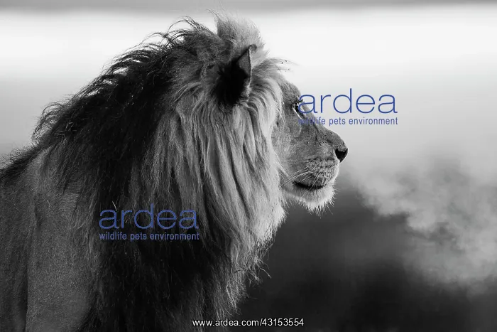  : Lion. Kalahari Lion (Panthera leo) at first light with breath shimmering