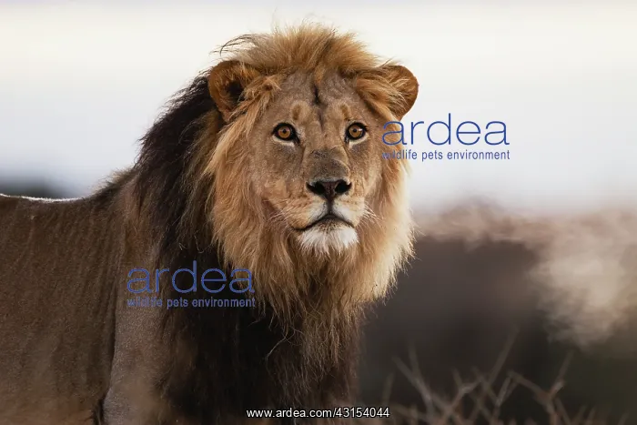 : Lion. Kalahari lion (Panthera leo) at first light with breath shimmering : Lion. Kalahari lion (Panthera leo) at first light with breath shimmering
