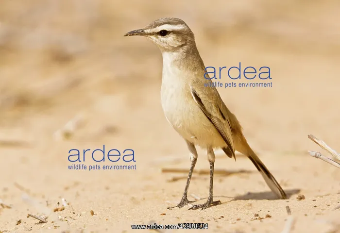 : Kalahari Robin / Kalahari Scrub-robin. Kalahari : Kalahari Robin / Kalahari Scrub-robin. Kalahari