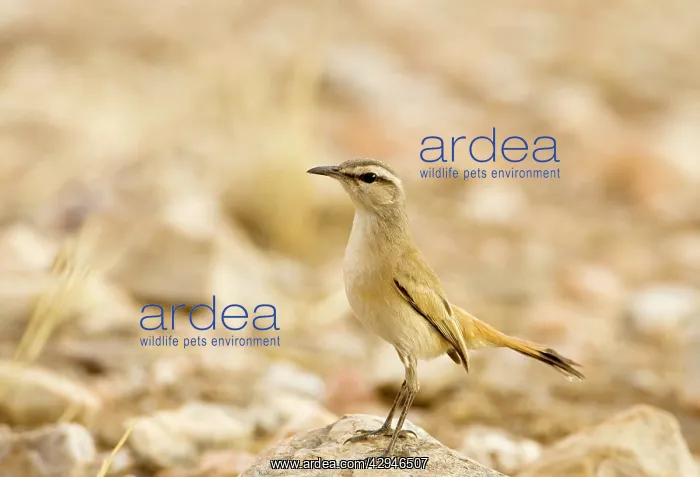 : Kalahari Scrub Robin - Perched on a rock surveying : Kalahari Scrub Robin - Perched on a rock surveying