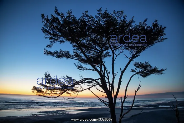: Kalaloch Beach, Olympic Peninsula, wind blown tree : Kalaloch Beach, Olympic Peninsula, wind blown tree