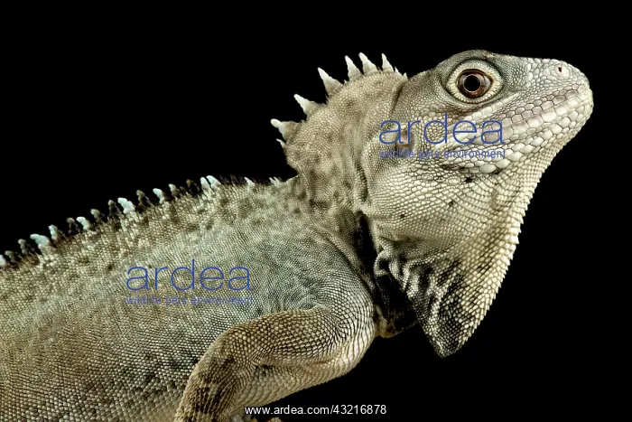 : Kalam forest dragon (Hypsilurus nigrigularis) : Kalam forest dragon (Hypsilurus nigrigularis)