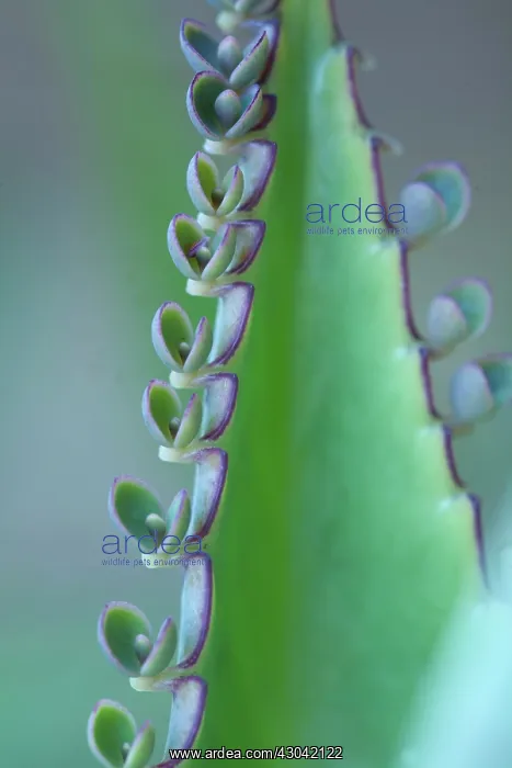 : Kalanchoe : Kalanchoe