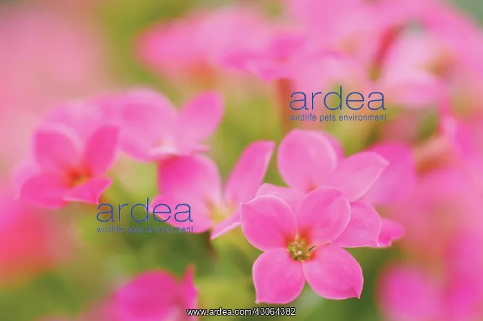 : Kalanchoe, Kalanchoe blossfeldiana : Kalanchoe, Kalanchoe blossfeldiana