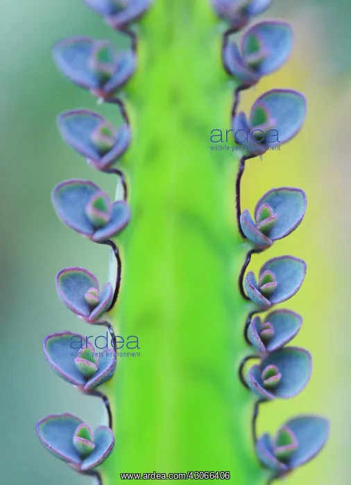 : Kalanchoe : Kalanchoe