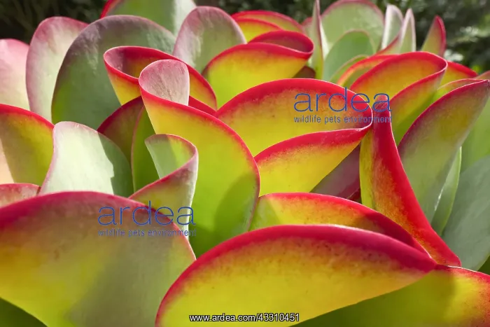 : Kalanchoe luciae Desert Pink - Norfolk UK : Kalanchoe luciae Desert Pink - Norfolk UK