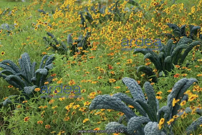 : Kale, Black kale, Cavalo nero, Brassica oleracea acephala : Kale, Black kale, Cavalo nero, Brassica oleracea acephala