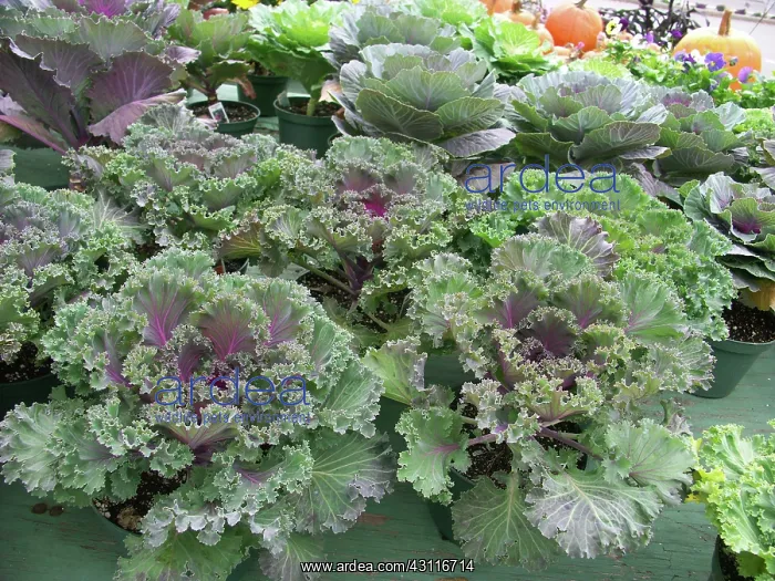 : Kale (Brassica oleracea) : Kale (Brassica oleracea)