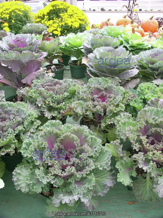 : Kale (Brassica oleracea) : Kale (Brassica oleracea)