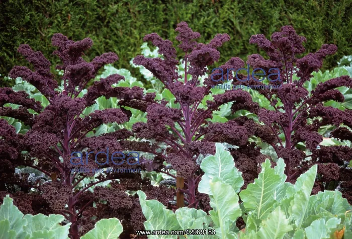 : Kale, Brassica oleracea acephala : Kale, Brassica oleracea acephala