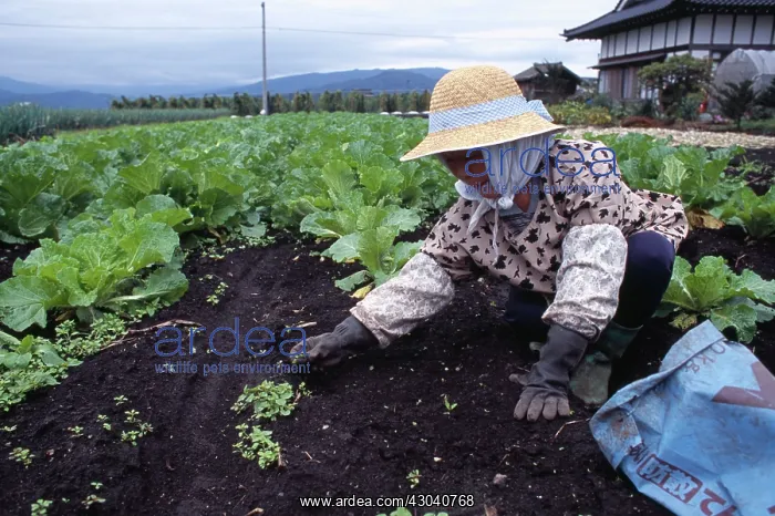 : Kale, Brassica oleracea acephala : Kale, Brassica oleracea acephala
