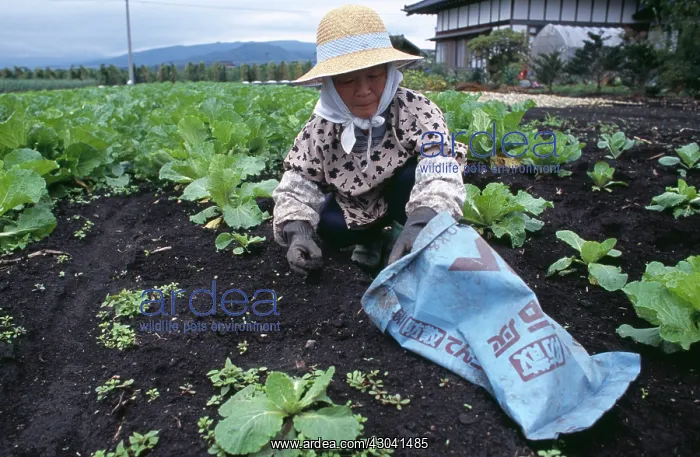 : Kale, Brassica oleracea acephala : Kale, Brassica oleracea acephala