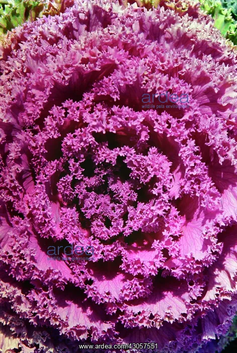 : Kale, Brassica oleracea acephala : Kale, Brassica oleracea acephala