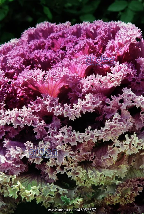 : Kale, Brassica oleracea acephala : Kale, Brassica oleracea acephala