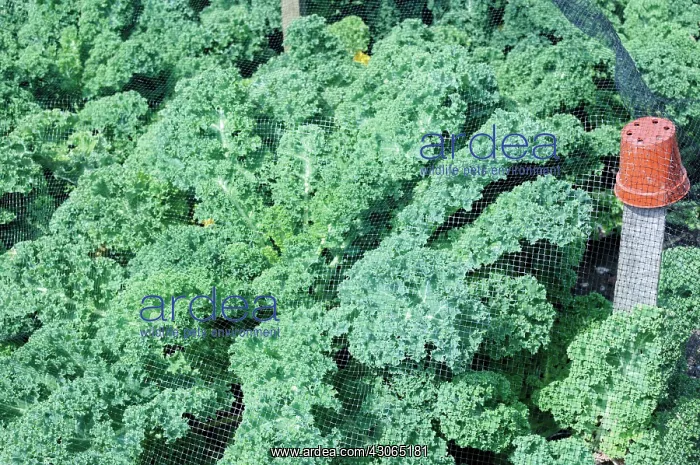 : Kale, Brassica oleracea acephala : Kale, Brassica oleracea acephala