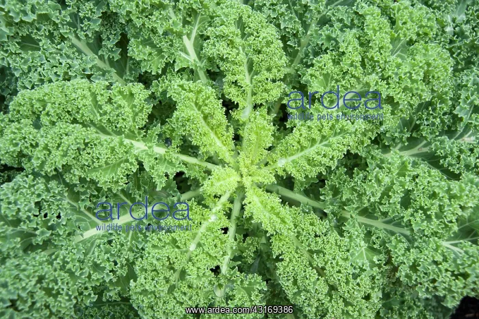 : Kale, Brassica oleracea acephala. Hampton Court : Kale, Brassica oleracea acephala. Hampton Court