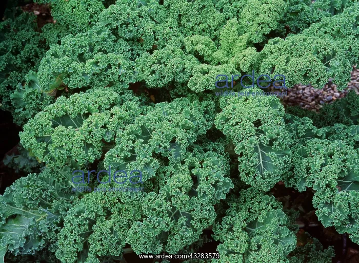 : KALE / Cabbage - mass : KALE / Cabbage - mass