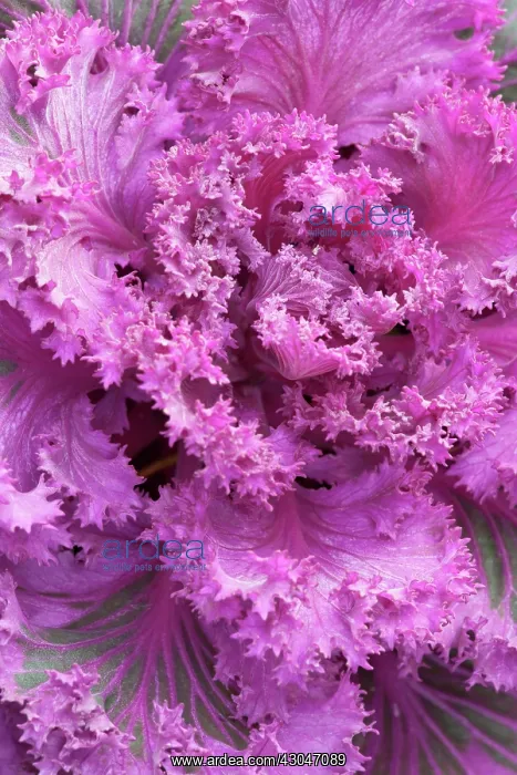: Kale, ornamental kale : Kale, ornamental kale