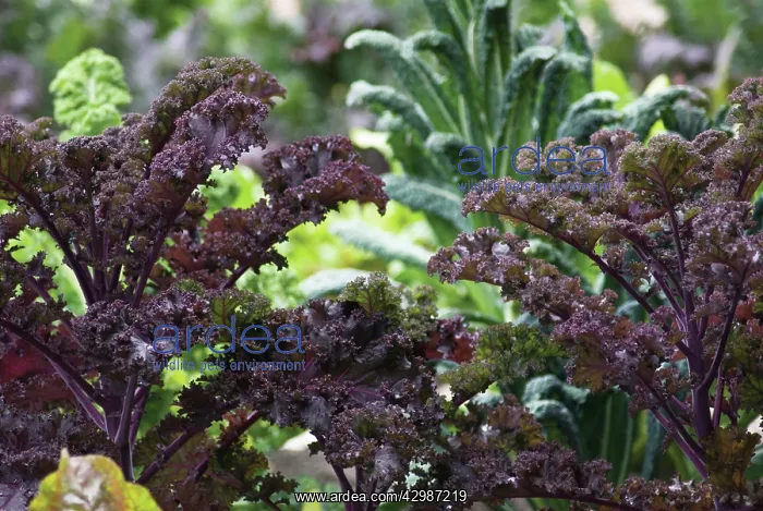 : Kale, Scarlet Kale, Oleracea acephala : Kale, Scarlet Kale, Oleracea acephala