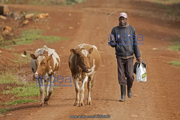 : Kalenjin man and cattle, near Eldoret, Rift valley : Kalenjin man and cattle, near Eldoret, Rift valley