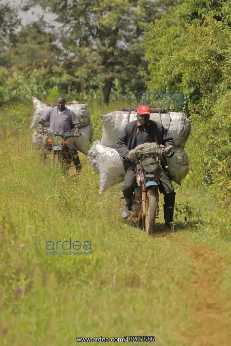 : Kalenjin men carrying charcoal on motorbike, Kenya : Kalenjin men carrying charcoal on motorbike, Kenya
