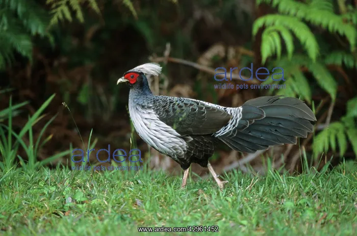 : Kalij Pheasant : Kalij Pheasant