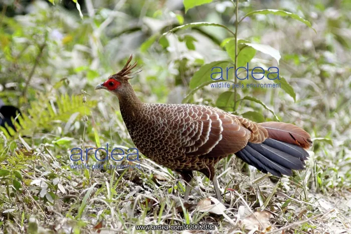  : Kalij Pheasant - female