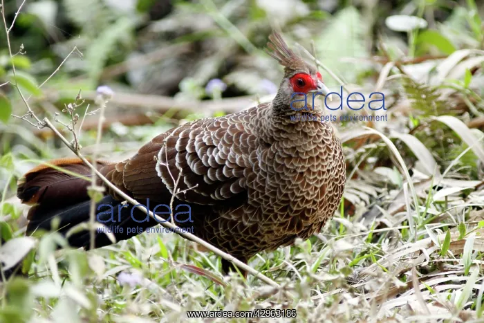 : Kalij Pheasant - female : Kalij Pheasant - female