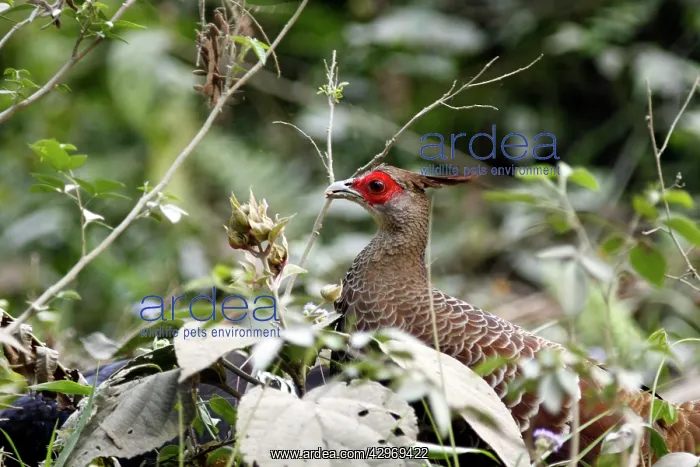 : Kalij Pheasant - female : Kalij Pheasant - female