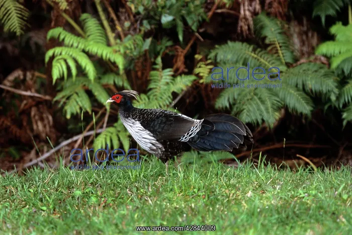 : Kalij Pheasant - Introduced Species : Kalij Pheasant - Introduced Species