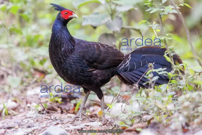 : kalij pheasant (Lophura leucomelanos) : kalij pheasant (Lophura leucomelanos)