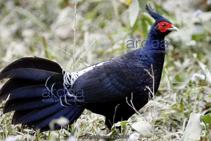 : Kalij Pheasant - male : Kalij Pheasant - male