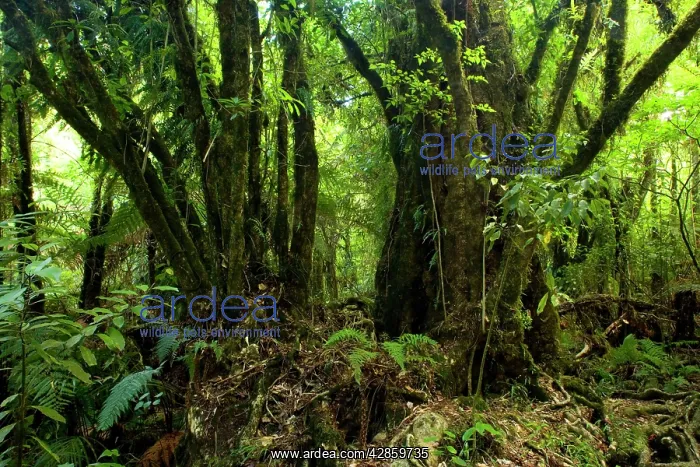 : Kamahi Giants - gorgous old Kamahi trees with a : Kamahi Giants - gorgous old Kamahi trees with a