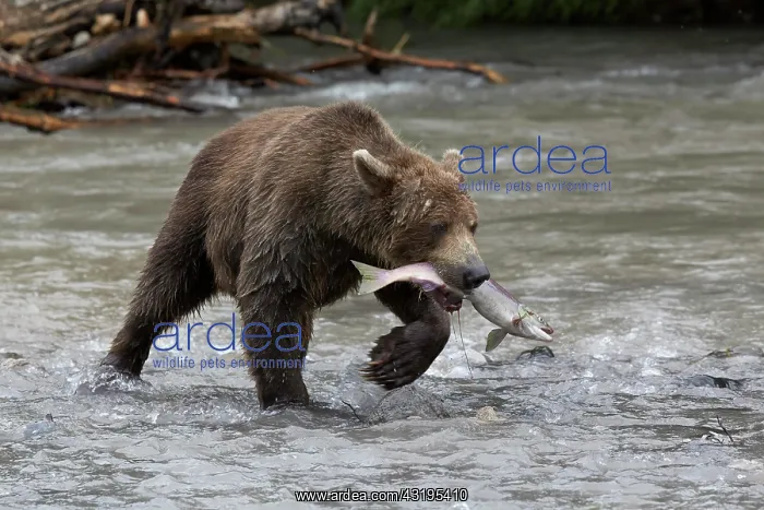 : Kamchatka brown bear (Ursus arctos beringianus) : Kamchatka brown bear (Ursus arctos beringianus)