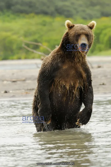 : Kamchatka brown bear (Ursus arctos beringianus), Kuril Sea : Kamchatka brown bear (Ursus arctos beringianus), Kuril Sea