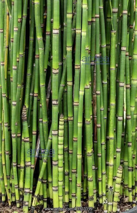  : Kamchatka horsetail, Equisetum camtschatcense, growing