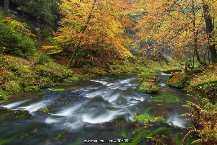 : Kamnitz Gorge Kamnitz Stream in autumn Kamnitz Gorge, B : Kamnitz Gorge Kamnitz Stream in autumn Kamnitz Gorge, B