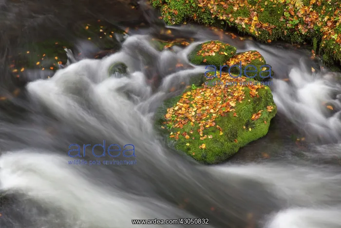 : Kamnitz Gorge Kamnitz Stream in autumn Kamnitz Gorge, B : Kamnitz Gorge Kamnitz Stream in autumn Kamnitz Gorge, B