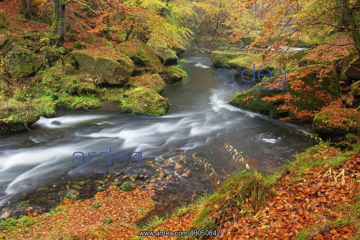 : Kamnitz Gorge Kamnitz Stream in autumn Kamnitz Gorge, B : Kamnitz Gorge Kamnitz Stream in autumn Kamnitz Gorge, B