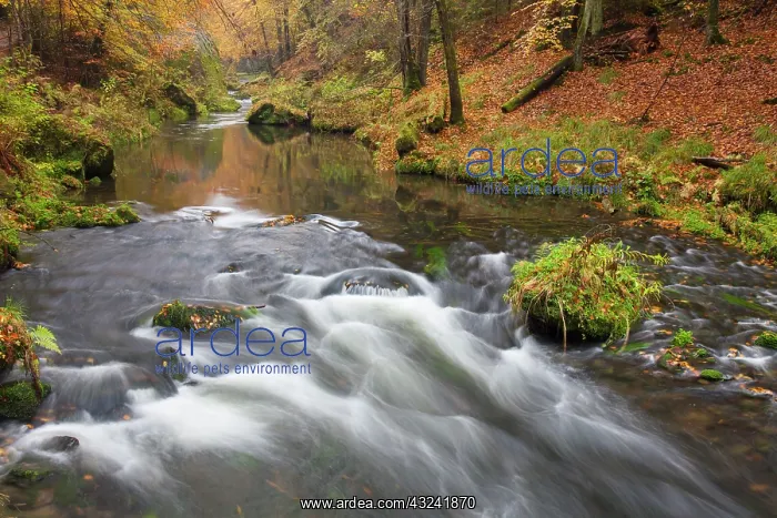 : Kamnitz Gorge Kamnitz Stream in autumn Kamnitz Gorge, B : Kamnitz Gorge Kamnitz Stream in autumn Kamnitz Gorge, B